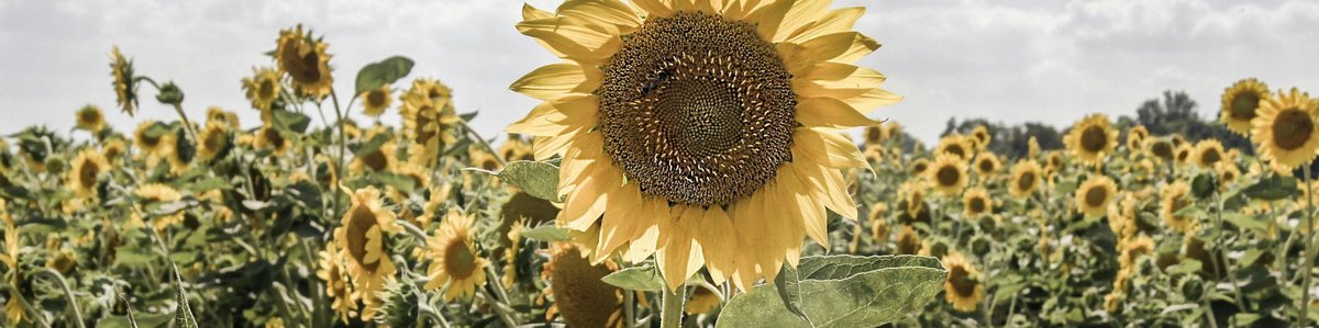 Schlüsselbild: Sonnenblumen (c) Krsto Jevtic / unsplash