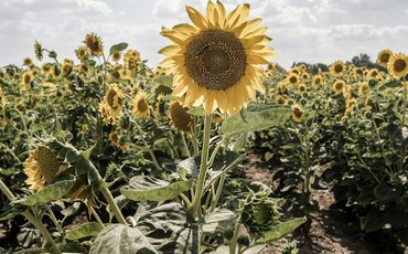 Schlüsselbild: Sonnenblumen (c) Krsto Jevtic / unsplash