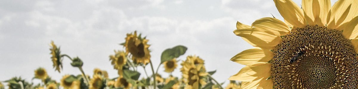 YAMAHA KX 390 - Tapedeck (c) hifi-vintage-shop.com