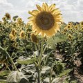 Schlüsselbild: Sonnenblumen (c) Krsto Jevtic / unsplash 