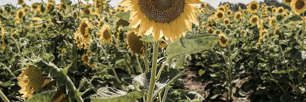 Cem Özdemir, Spitzenkandidat für die Bundestwagswahl 2017: BÜNDNIS 90/DIE GRÜNEN