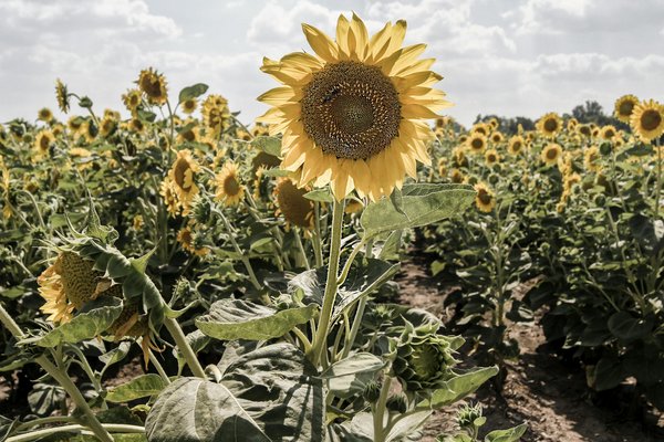 Schlüsselbild: Sonnenblumen (c) Krsto Jevtic / unsplash