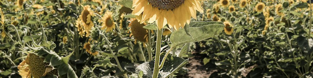 Für eine giftfreie Landwirtschaft